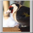 Carduelis carduelis - Stieglitz 01a.jpg